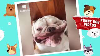 🐶 FUNNY DOG VIDEOS  😆 Try not to Laugh 😂 Funny Dog Compilation | Dog Memes | The Tails Tale
