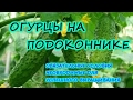 ОГУРЦЫ НА ПОДОКОННИКЕ. ШАГ 4. НЕОБХОДИМЫЕ УСЛОВИЯ ДЛЯ РОСТА.