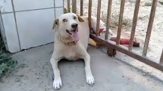 Dog Rescued After Getting Stuck In Iron Gate