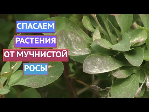 КАК ИЗБАВИТЬСЯ ОТ МУЧНИСТОЙ РОСЫ НА РАСТЕНИЯХ!