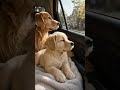 Puppy’s First Car Ride With Mom #goldenretriever #puppy #dogshorts #cute