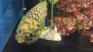 Pinecone Fish
