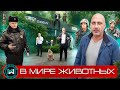 В мире животных - официальный дилер Geely - Дакар, продолжение