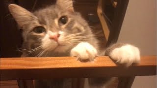 飼い主との再会を喜ぶ猫 ノルウェージャンフォレストキャットCat rejoices reunion with owner