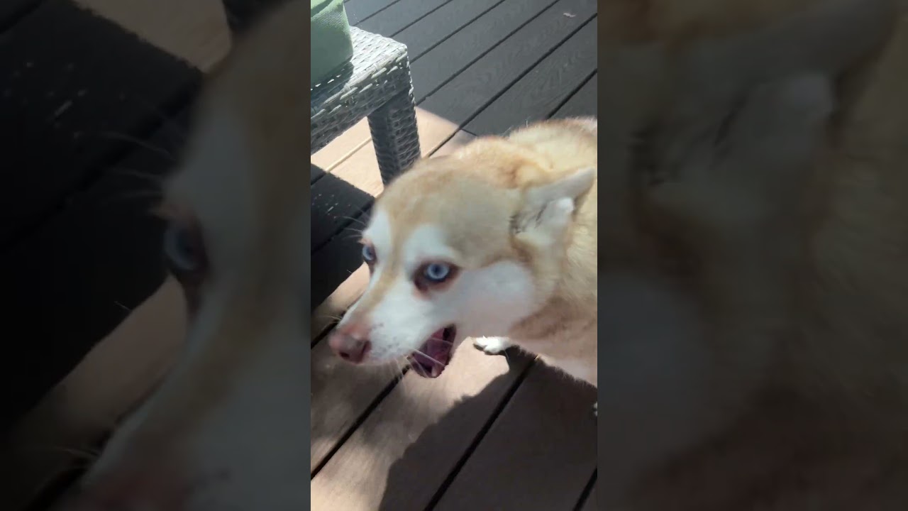 Skye just wants to sunbathe 🌞