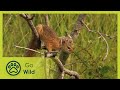 Tree Dwellers - Africa's Wild Wonders - The Secrets of Nature