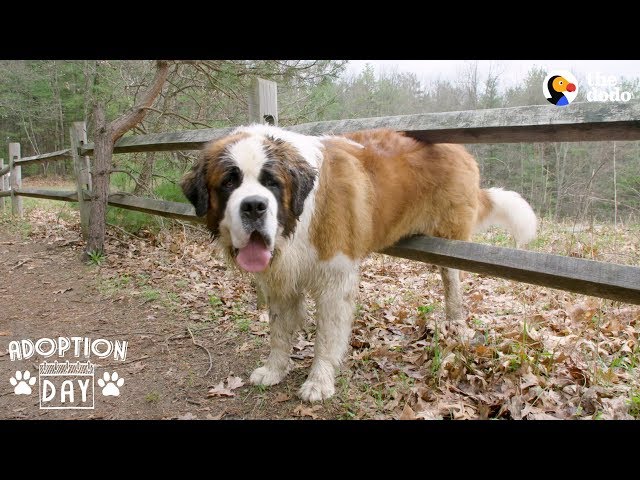 130-Pound Dog Gets His First Home Ever | The Dodo Adoption Day