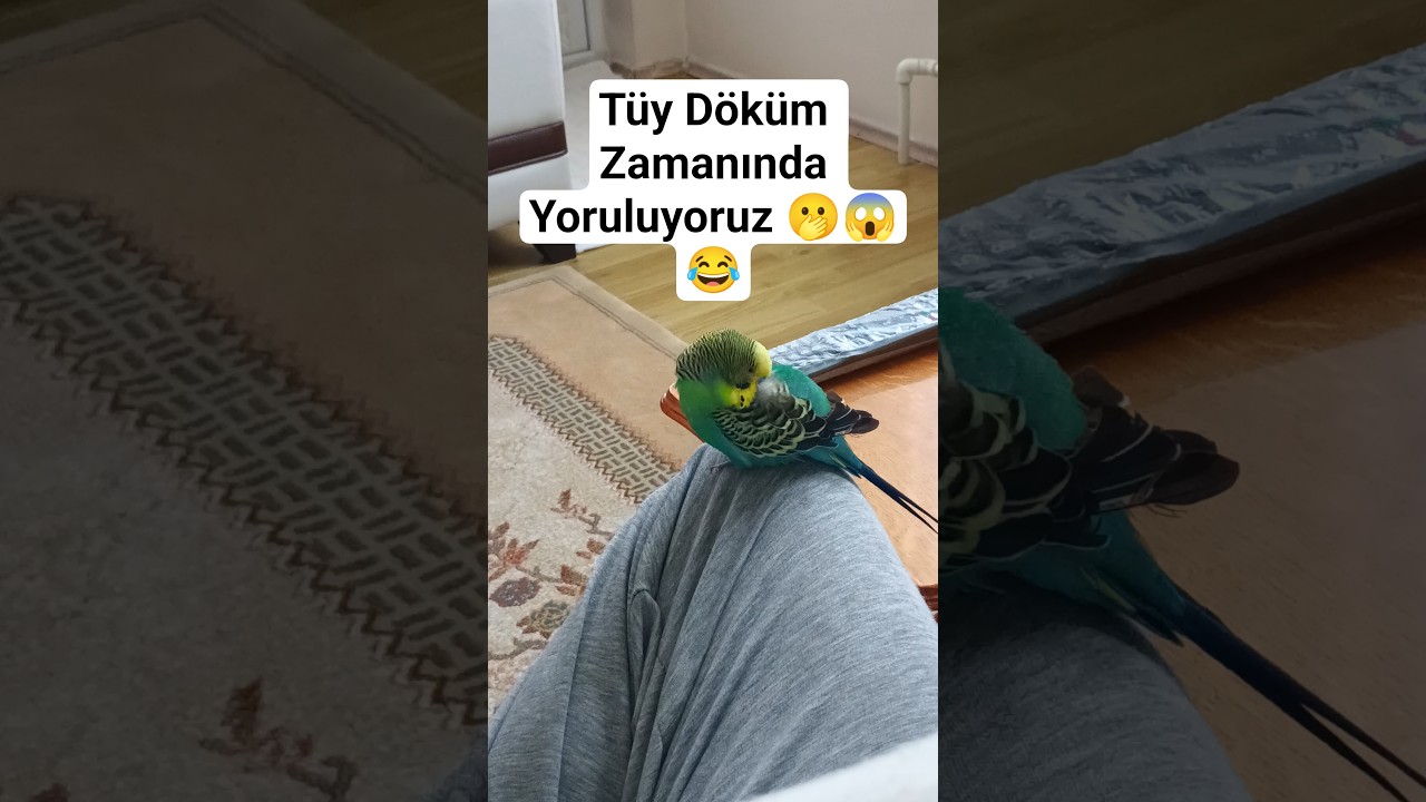 Muhabbet kuşu #muhabbetkuşu #birds #budgies #budgies #talkingparot #vogel #konuşankuş #cute