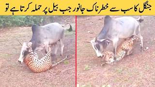 Unbelievable Animal Moments Caught on Camera 😱 | You Won't Believe What Happened! | Facts in Urdu