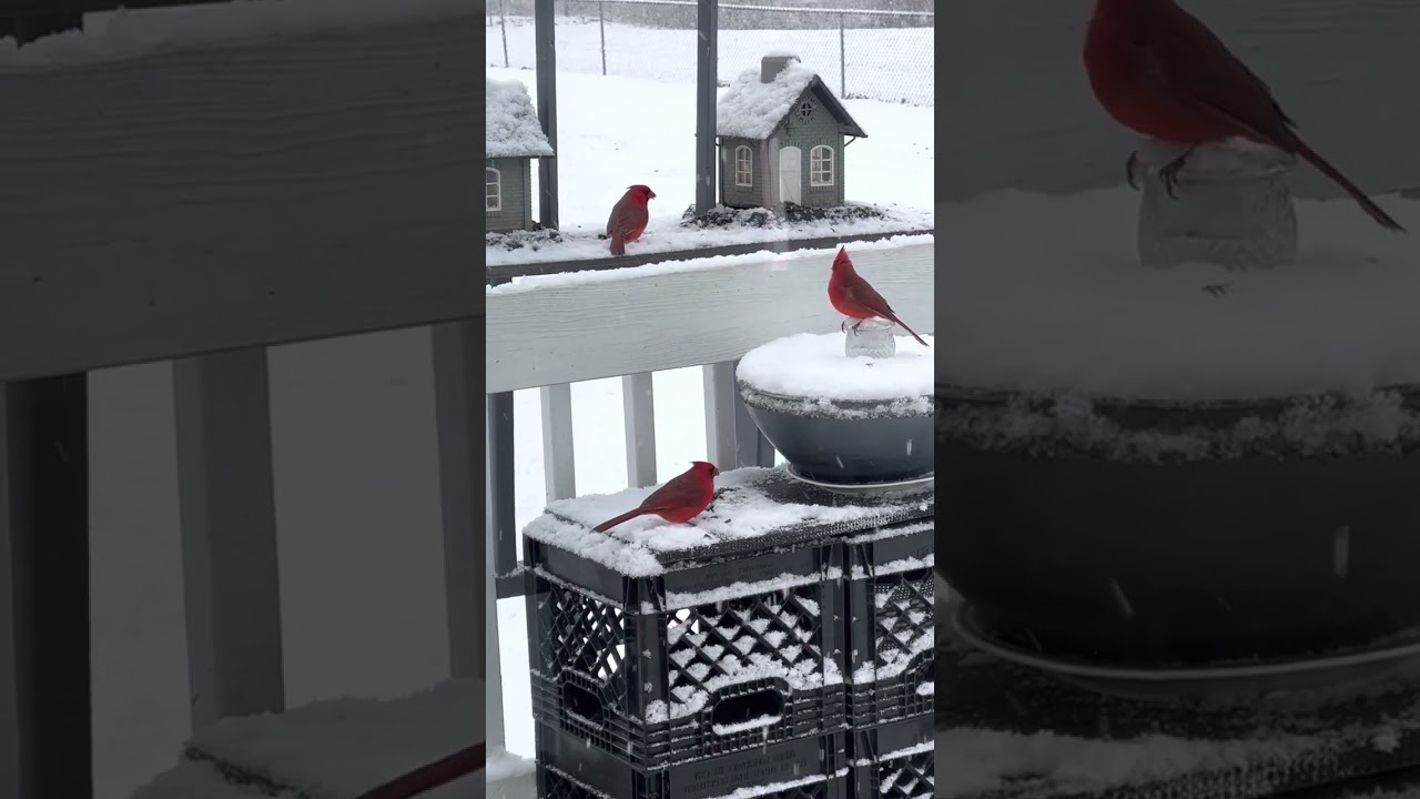 Northern cardinals ❤️in the snow ❄️ 