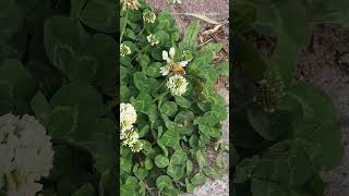 A bee collecting nectar from clover 🐝 | 클로버 꿀 따는 꿀벌