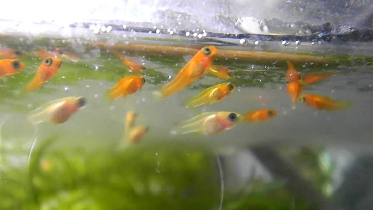 プラティ稚魚生後 １０日 10 Day Old Platy Baby Youtube