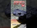 可愛いイボイモリは天然記念物!捕獲・移動・販売NG!イボイモリを食べる外来種は捕獲します!加藤英明【公式】かとチャン