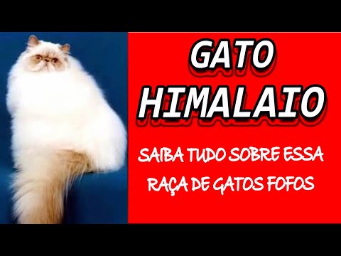 Vídeo: Raça De Gatos Do Himalaia Hipoalergênica, Saúde E Expectativa De Vida