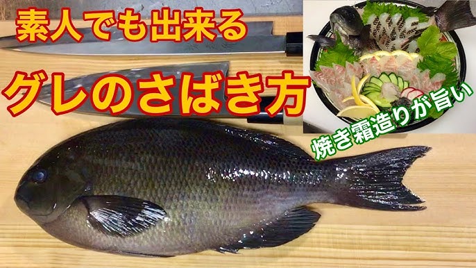 グレ 寒グレ 尾長グロ の捌き 大和の 和の料理 Youtube グレ 寒グレ 尾長グロ の捌き 大和の 和の料理 Youtube