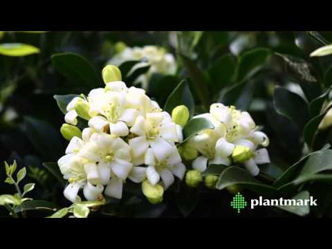 فيديو: بانيكولاتا Syzygium
