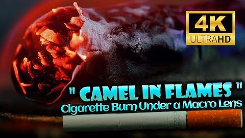 "Camel in Flames: Watching a Cigarette Burn Under a Macro Lens"