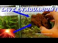 Pierre volcaniques aquariums  pas cher et super beau  aquascaping pascal aquariums naturels