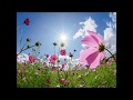 弾き語ってみた ALFEE「CATCH THE WIND」