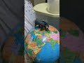 Globe and Elephant