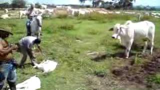 trabajo de llano-cojedes-hato