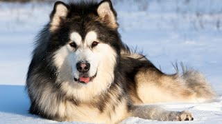 Can Alaskan Malamutes Be Good Herders?