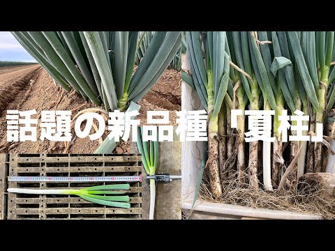 ねぎはや What were the results?!] Let's see the power of the new