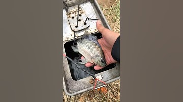 Bãi Câu Cá Rô Phi Tự Nhiên- Cá Nhiều, Ăn Mạnh, Đủ Size Lớn Nhỏ. Nằm Đường Trần Văn Giàu Chùa Cô Đơn.