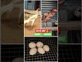 Aseel Eggs For sale | #aseeleggsforsale #aseeleggs #aseelmurga #darshanruchith #aseel