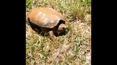 Ninja turtle!!!  Why you don