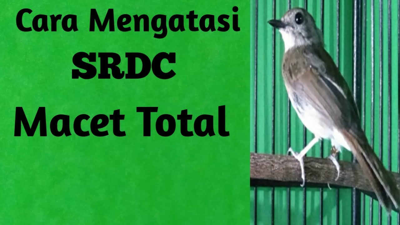 Cara mengatasi SRDC macet total