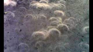 Solar Eclipse 2010