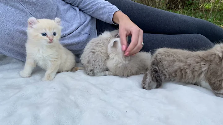 Watch the video about Surprise!! Purrfect Snow Highland Lynx cuddles is our treat not tricks 🎃