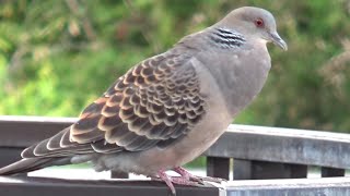 ぽっぽっぽ鳩ぽっぽ～♪ - YouTube