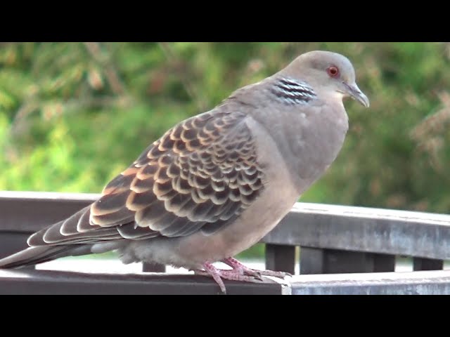鳩ぽっぽ ぽっぽっぽ鳩ぽっぽ～♪ - YouTube