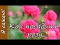 🌹 Как посадить розу: готовим посадочную яму, обрабатываем саженец, высаживаем его