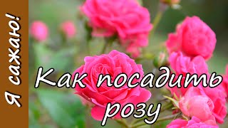 🌹 Как посадить розу: готовим посадочную яму, обрабатываем саженец, высаживаем его