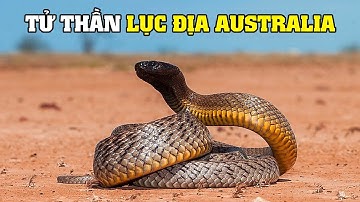 Nọc Độc Của Rắn Taipan Nội Địa | Khám Phá Thế Giới Động Vật Hoang Dã