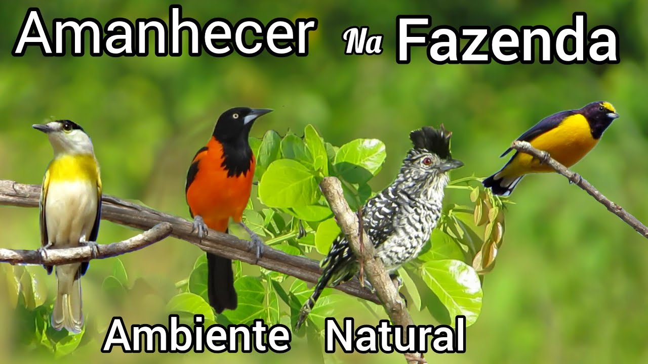 AMANHECER NA FAZENDA SONS de PASSARINHOS | A CHEGADA DAS CHUVAS OS PÁSSAROS CANTANDO  🌵💚