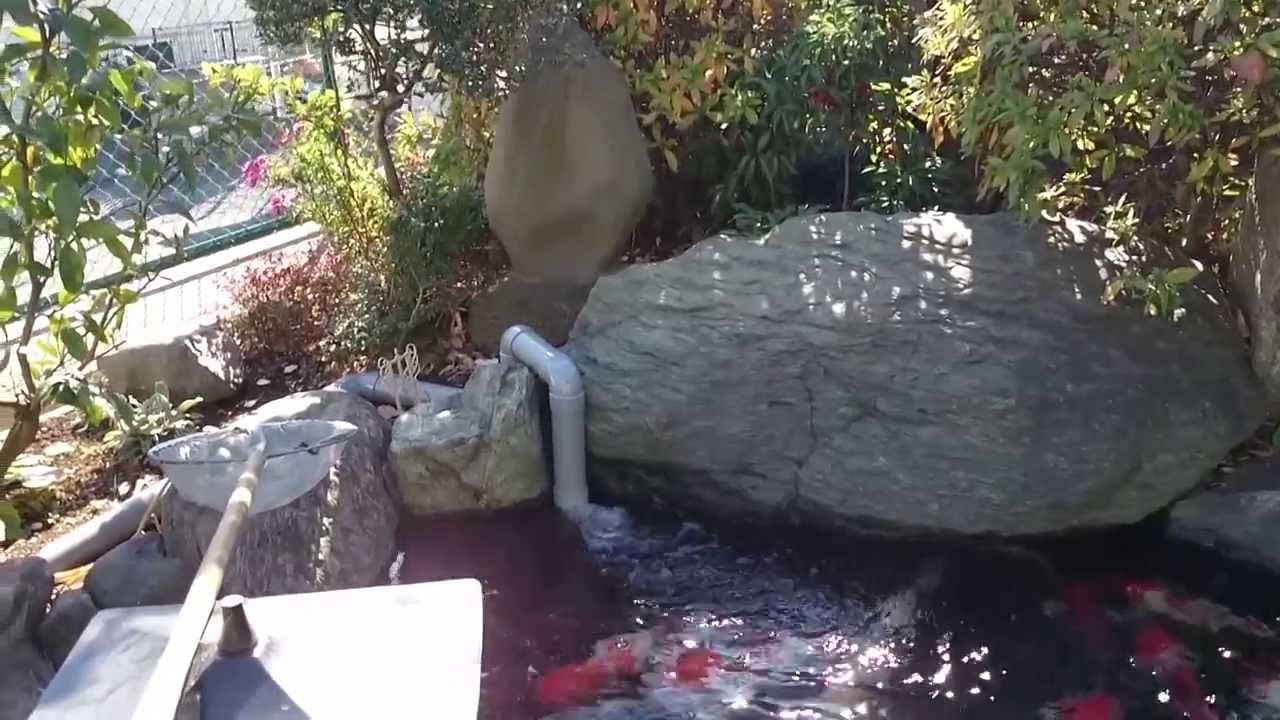 錦鯉 アクアリウム 池 全自動濾過 湧清水