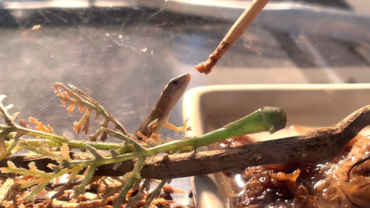 ウーパールーパー 夏の水温対策 ウチのやり方 Youtube