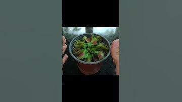 Hướng dẫn cách trồng cây bẫy kẹp ăn thịt từ A đến Z đơn giản hiệu quả ai cũng làm được phần 1