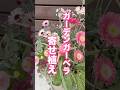 【ショート】寒さに強いガーベラの寄せ植え #shorts #寄せ植え #冬の植え方