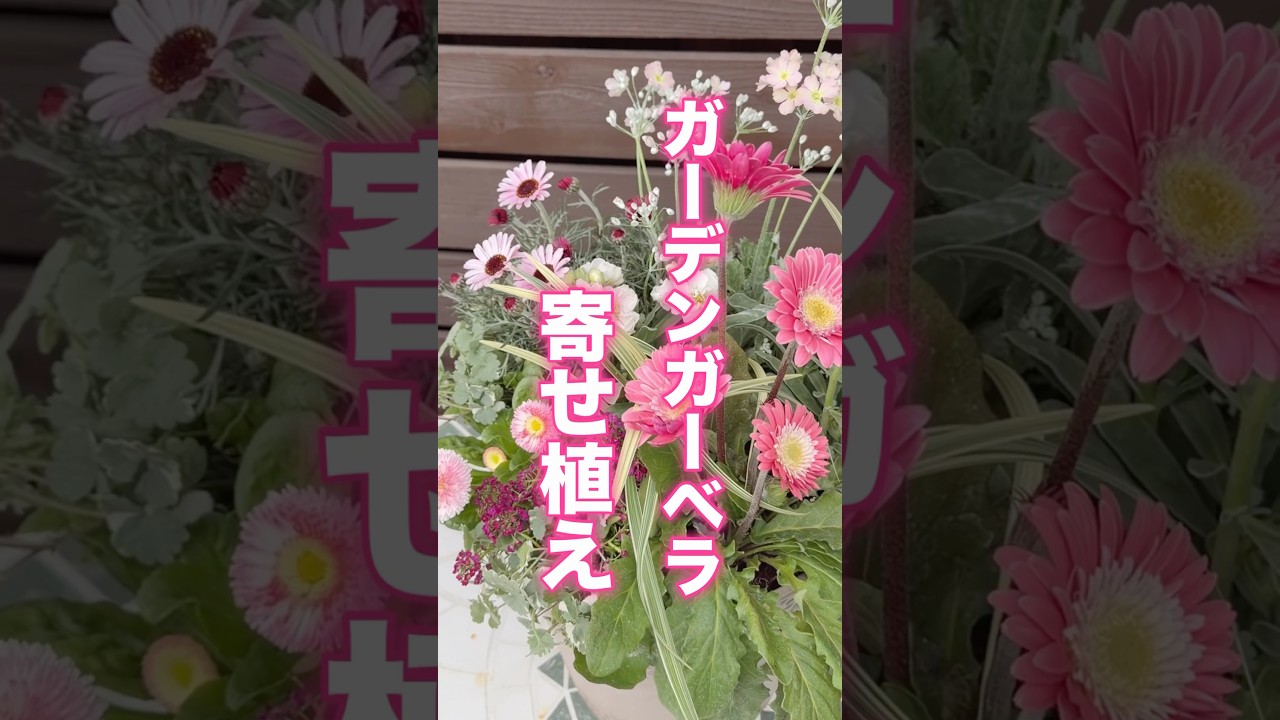 【ショート】寒さに強いガーベラの寄せ植え #shorts #寄せ植え #冬の植え方