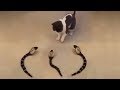 「猫かわいい」 すごくかわいい子猫 - 最も面白い猫の映画 #269