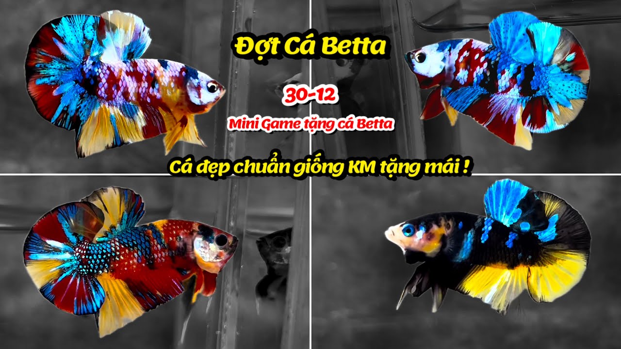 Đợt Cá Betta 30-12 Black Base Nemo, Multicolor Yellow Base, Multicolor Metalic hàng đẹp chuẩn giống!