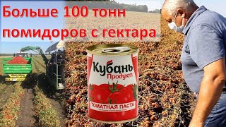 100 тонн помидоров с гектара в открытом грунте - Кубань-продукт