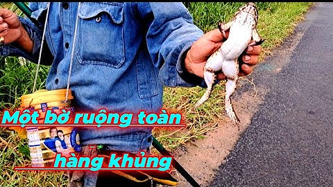 Một bờ ruộng nhỏ mà ông bạn lên lia lịa.p39 youtube câu cá hóc môn