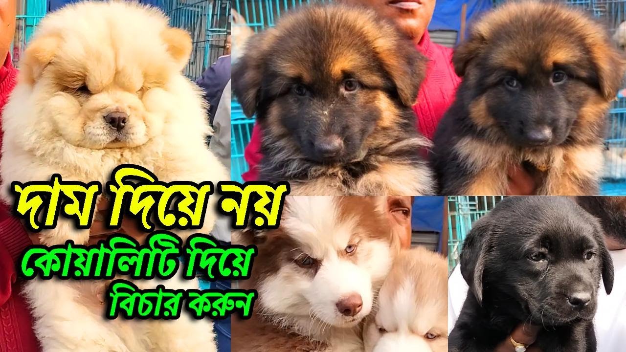 Galiff Street Pet Market Kolkata dog market in kolkata Dog Price Gallif street kolkata