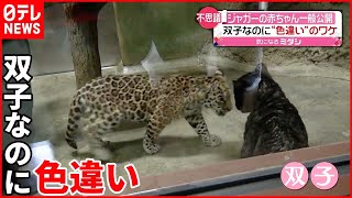 【ジャガーの赤ちゃん】双子なのに”ヒョウ柄”と”真っ黒”  一般公開